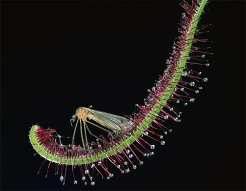 http://www.botanyvn.com/LoadImage.asp?fn=%5CGeneral%5CTin%20t%E1%BB%A9c%5C200905%5Choa6.jpg