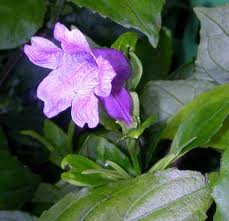 VƯỜN CÂY ĐV II - Page 44 LoadImage.asp?fn=%5CGeneral%5CTin%20t%E1%BB%A9c%5C201101%5CStrobilanthes%20cusia