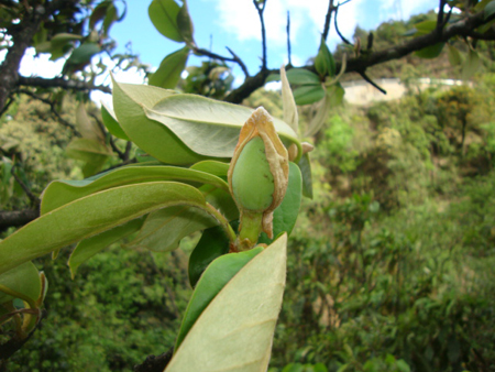  HOA GIEO TỨ TUYỆT - Page 4 LoadImage.asp?fn=%5CGeneral%5CTin%20t%E1%BB%A9c%5C201110%5CManglietia%20crassifolia%203