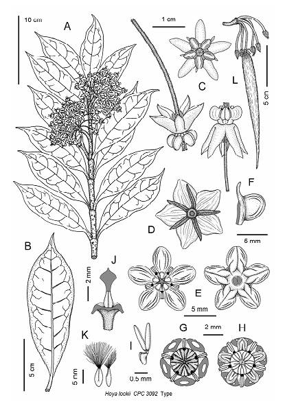 New Species From Vietnam Hoya Lockii Apocynaceae Asclepiadoideae Print Version Vietnam Plant Data Center Bvngroup