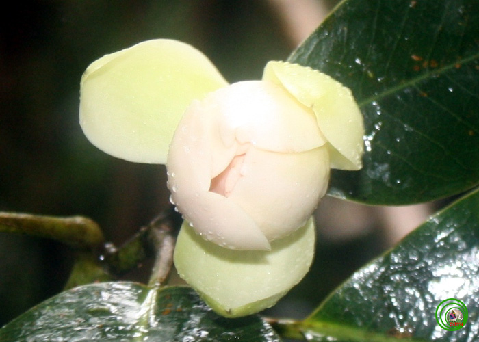  HOA GIEO TỨ TUYỆT - Page 4 LoadImage.asp?fn=%5CGeneral%5CTin%20t%E1%BB%A9c%5C201204%5CM_bidoupensis1
